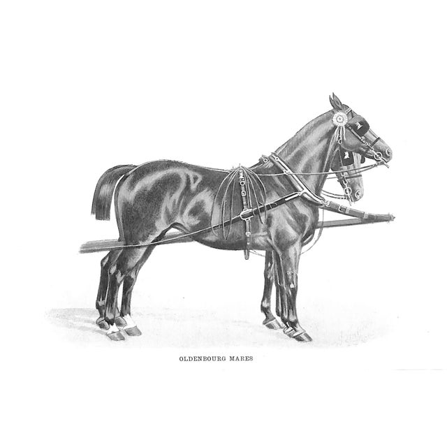 Paper "Horse-Breeding in England & India and Army Horses Abroad" 1901 Gilbey, Sir Walter Bart. For Sale - Image 7 of 8