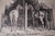 Illustration Don Louis Perceval (1908-1979) - Horses in a Stable - Lithograph For Sale - Image 3 of 3