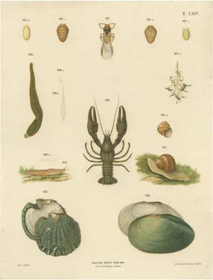 Large Antique Zoology Poster, 1880