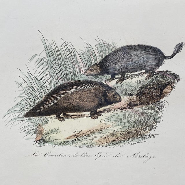 French Antique 18th Century "Le Porc Epic" Porcipine Animal Engraving Hand Colored Signed Artwork For Sale - Image 4 of 12