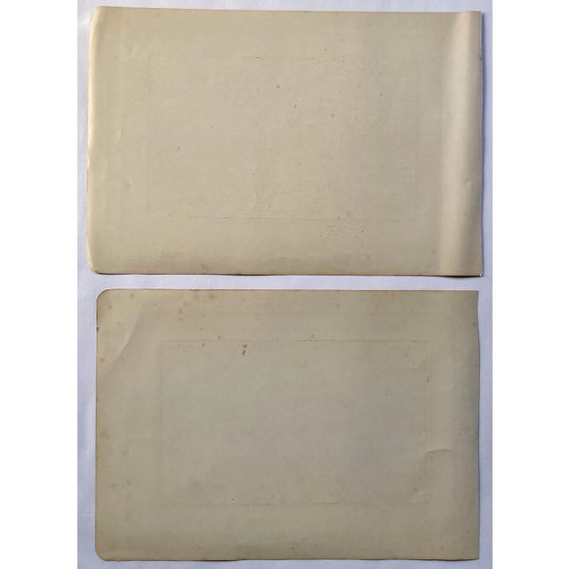 1907 French Photogravure Prints of Hunting Dogs - Set of Two - For Sale - Image 4 of 4