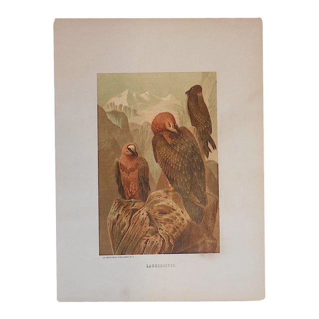 Antique Eagles Lithograph For Sale