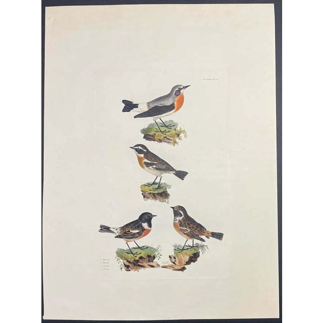 Prideaux John Selby (1788-1867) hand colored ornithological engraving of birds - Wheat Ear, Whin Chat, and the male and...