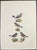 Prideaux John Selby (1788-1867) hand colored ornithological engraving of birds - Wheat Ear, Whin Chat, and the male and...