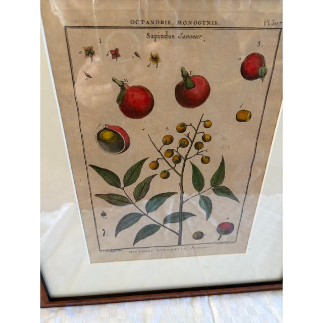 Pair of Hand Colored 19th C Engravings of Fruit For Sale - Image 14 of 18
