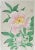 Paper Vintage 1950s Kawarazaki Shodo Pink Peony Woodblock Print For Sale - Image 7 of 7