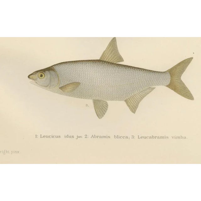 Freshwater Beauties on Litho, 1895, Paper For Sale - Image 4 of 10