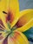 Yellow Modern Oil Painting - Yellow Flower For Sale - Image 8 of 11