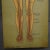Anatomical Wall Chart Depicting the Human Lymphatic and Blood Vessels For Sale - Image 4 of 5