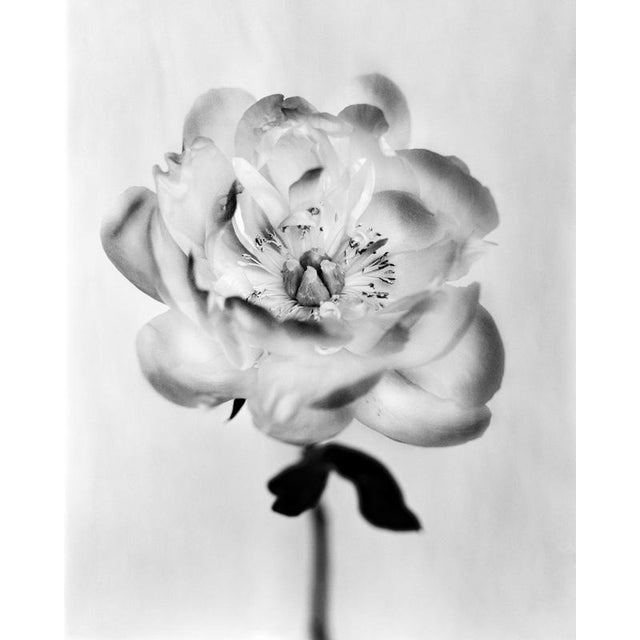 Peony No.17 — Analogue Black and White Floral Photography, 40 x 32 cm Peony No.17 is an analogue monochrome floral...