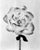 Peony No.17 — Analogue Black and White Floral Photography, 40 x 32 cm Peony No.17 is an analogue monochrome floral...