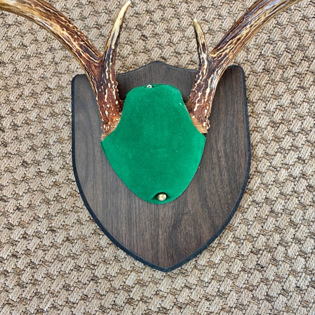 White-tail deer buck antlers, horns mounted on a wooden wall-mounted plaque. Great taxidermy wall sculpture for hunters or...