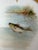 Set of 6 Antique 1800's Hand Painted Limoges Tressemanes & Vogt Porcelain Fish Plates For Sale - Image 12 of 18
