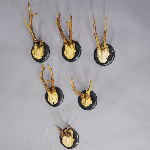 Set of Six Roe Deer Trophies on Turned Plaques Germany ca. 1900s A set of six antique Black Forest roe deer (Capreolus...