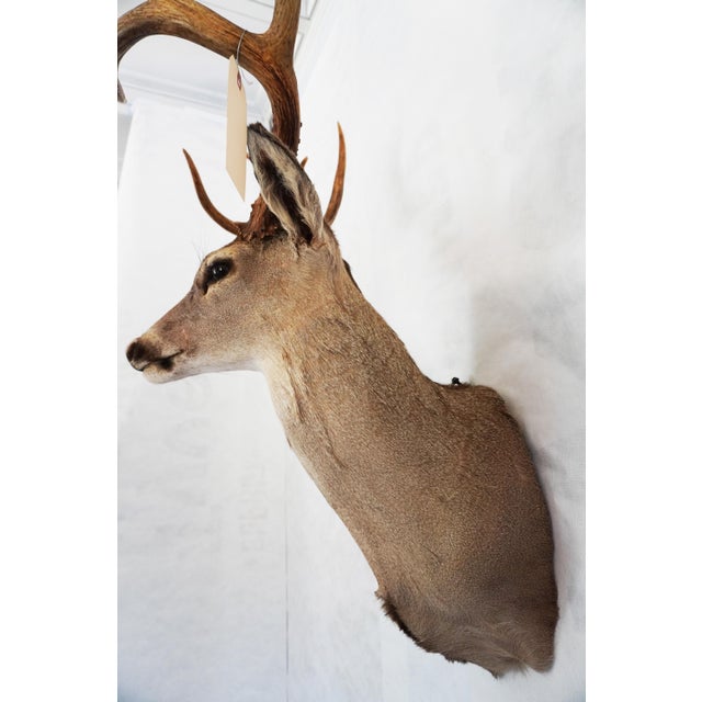 American Whitetail Deer 9 Point Mount Head and Bust For Sale - Image 3 of 18