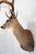 American Whitetail Deer 9 Point Mount Head and Bust For Sale - Image 3 of 18