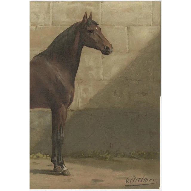 O. Eerelman, Illustration of the East Prussian Horse, 1898, Print For Sale - Image 3 of 8