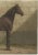 O. Eerelman, Illustration of the East Prussian Horse, 1898, Print For Sale - Image 3 of 8