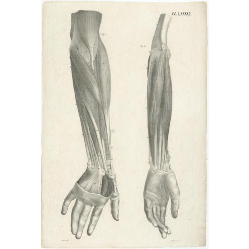 Jules Cloquet, French Anatomical Lithographs, 1821, Lithograph, Set of 4 For Sale - Image 6 of 9