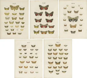 Ramann, Butterflies and Moths, 1870, Paper, Set of 5