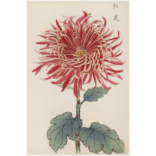 Japanese Ruby Petals Diptych – Vintage Japanese Botanical Prints (Set of 2), 8" X 12" For Sale - Image 3 of 8