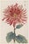 Japanese Ruby Petals Diptych – Vintage Japanese Botanical Prints (Set of 2), 8" X 12" For Sale - Image 3 of 8