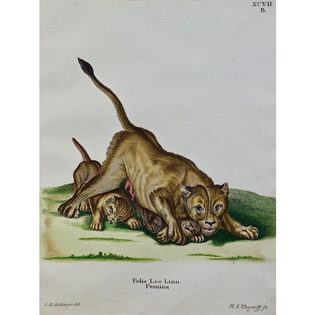 Figurative A Pair of Hand Colored Engravings of an African Lioness and Her Cubs and a Rhino, 1775 For Sale - Image 3 of 12