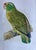 Yellow 1900's Macaw & Amazon Parrots Hand Colored Lithographs, Framed, a Pair For Sale - Image 8 of 10
