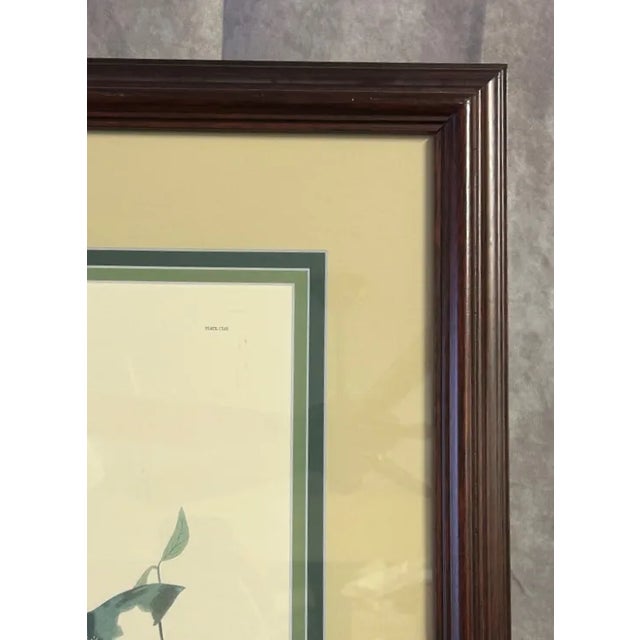 American Vintage Audubon Society Cardinal & Grosbeak Framed Print - 24x29 Bird Art For Sale - Image 3 of 12