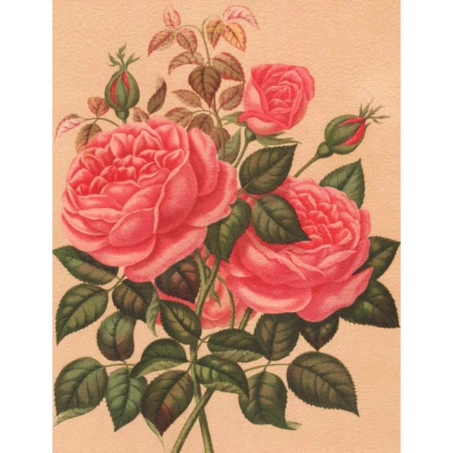 1858 French Antique Botanical Chromolithograph-Pink Roses, Matted, Documentation For Sale - Image 4 of 5