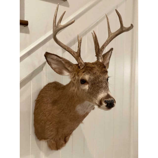 Vintage Taxidermy Deer Head, 10 pointer. Clean, so life like, the ears are amazing, just look at the photos and you'll...