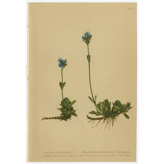 After Anton Hartinger, Alpine Speedwell and Wulfenia Botanical Plates, 1897, Prints, Set of 8 For Sale - Image 7 of 12