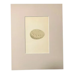 Antique Egg Print, Rev. F O Morris's Natural History, 1867, "Great North Diver"