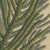 Bertuch, Norfolk Island Pine Branch and Cone, 1815, Print For Sale - Image 6 of 12