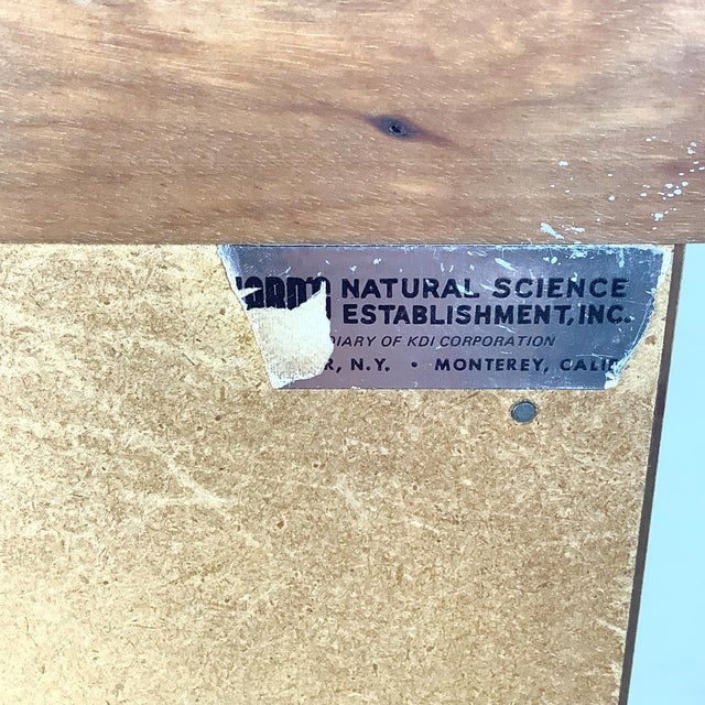 Ten-Drawer Museum Specimen Cabinet With Butcher Block Top For Sale - Image 12 of 17