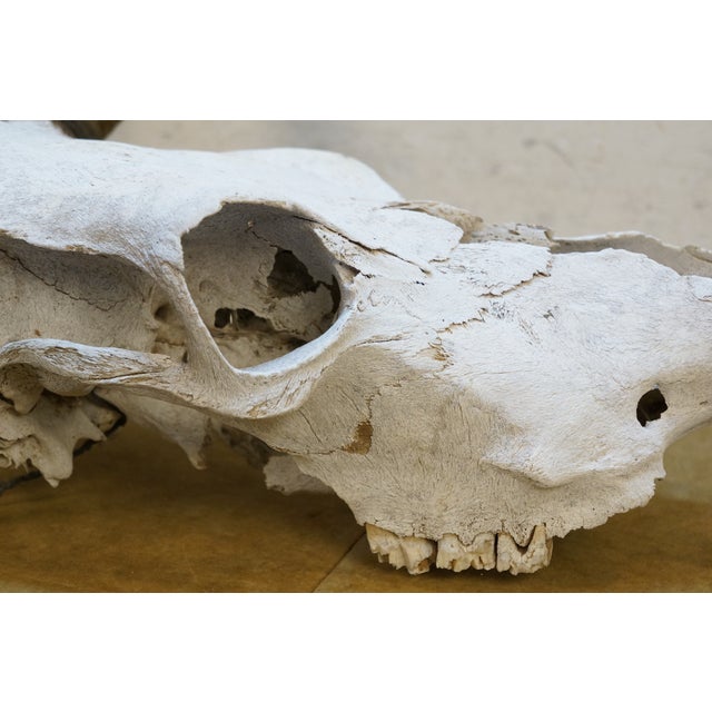 Western Southwestern Longhorn Cow Bull Steer Skull Horns Taxidermy 26" For Sale - Image 10 of 16
