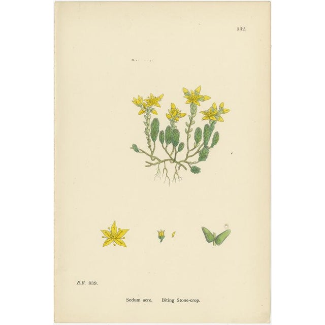 Botanical Engravings, 1902, Set of 3 For Sale - Image 4 of 10