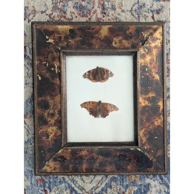 Mid 20th Century Vintage Taxidermy Butterflies Framed in an Oil Drop Frame For Sale - Image 5 of 14