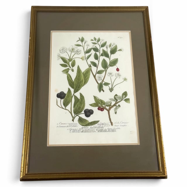 18th Century 1739 Cherry Blossoms & Fruits Mezzotint | Hand-Colored Johann Weinmann Botanical Print For Sale - Image 5 of 9