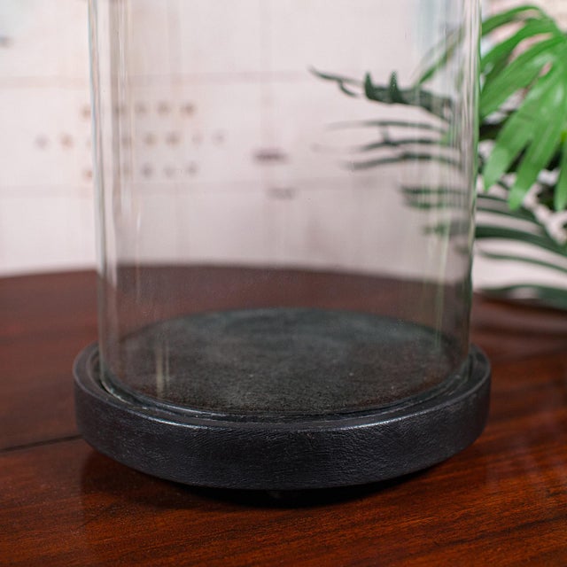 Wood Large Antique Victorian Display Dome, English, Glass, Taxidermy Showcase, c.1880 For Sale - Image 7 of 10