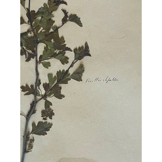 1965 French Herbarium Botanical Specimens – Set of 9 Custom Framed Pressed Botanicals For Sale - Image 14 of 17