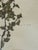 1965 French Herbarium Botanical Specimens – Set of 9 Custom Framed Pressed Botanicals For Sale - Image 14 of 17