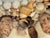 Shell Antique Sea Shell Grotto Encrusted Mirror Frame Distressed For Sale - Image 7 of 7