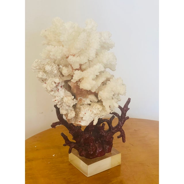 Natures Beauty White Sea coral cluster on faux coral on lucite stand.