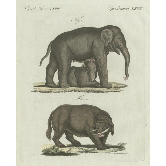 Bertuch, Elephant and Mysterious Sukotyro, 1800, Engraving For Sale - Image 3 of 9