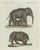 Bertuch, Elephant and Mysterious Sukotyro, 1800, Engraving For Sale - Image 3 of 9