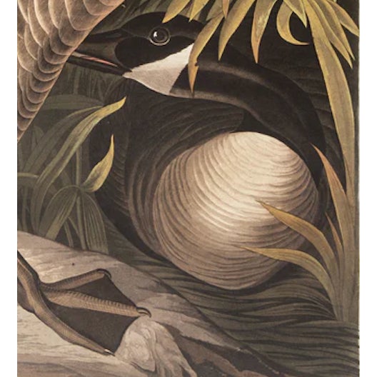 Illustration 1980s The Abbeville Press Edition of the Canada Goose (Plate 201) From the Birds of America by John James Audubon For Sale - Image 3 of 5