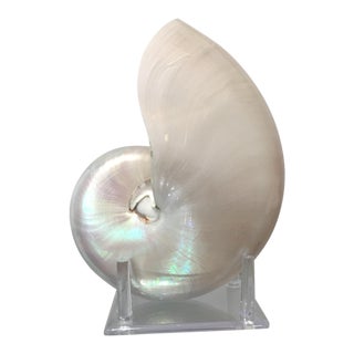 Pearlized White Nautilus Shell Specimen on Lucite Stand For Sale