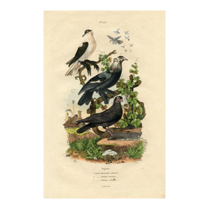 Antique Pigeon Print, Antique Natural History Print, 1830s, France, Original Hand Colored Engraving
