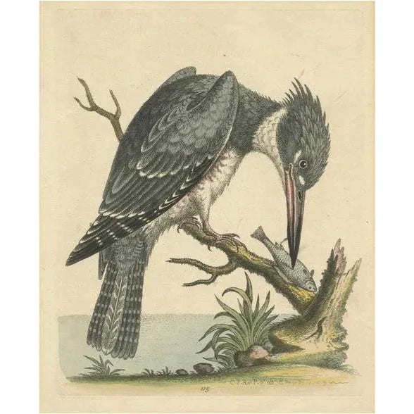 George Edwards, The American Belted Kingfisher in Its Natural Habitat, 1749, Print For Sale - Image 6 of 6